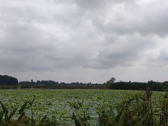 -空港花田景区