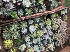 -秀丽东方