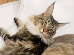 -COLOR PETS 撸猫馆·购猫·猫咖(长风大悦城店)