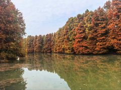 -上海海湾国家森林公园