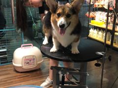 -Goku PET SHOP宠物视觉生活馆(双井店)