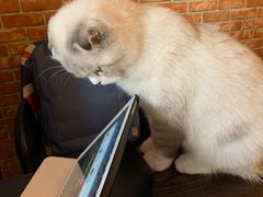 -名猫咖啡馆·撸猫·拼豆