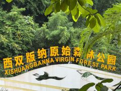-西双版纳原始森林公园