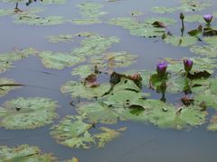 -径山花海