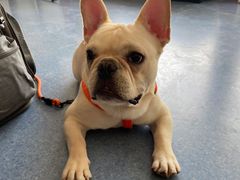 -佑安动物医院·全科·内窥镜中心(幸福巷店)