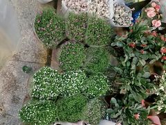 -双季花艺园艺市场(浦东店)
