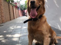 -PETKIT 小佩宠物·低压洗护·美容·寄养(安远店)