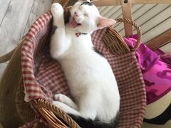 -海边的猫和咖啡馆