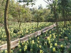 -绵阳盛世樱花悠乐谷