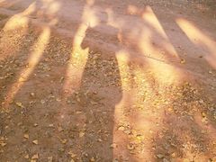 -三里屯东五街银杏大道