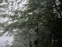 -天目山大树王景区