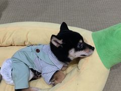 -逗柴咖啡屋·狗咖猫咖宠物桌游