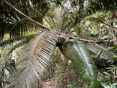 -海南热带雨林国家公园吊罗山景区