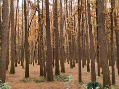 -上海共青森林公园