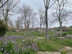 -上海海湾国家森林公园