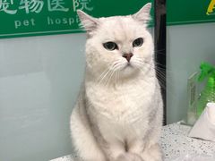 -半岛宠物医院24小时(科华中路店)