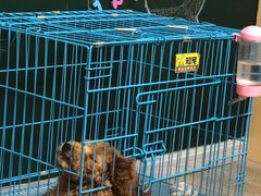 -翊宠yipet猫狗购宠庄园犬舍•猫舍