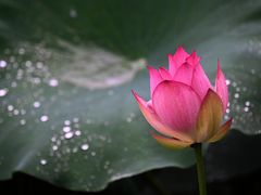 -陈家山荷花公园