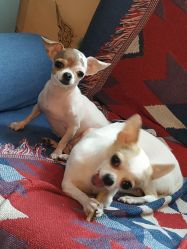 -椿树下·Tattoo纹身工作室