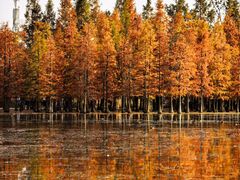 -白鹭湾湿地公园