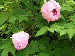 -洛阳市隋唐城遗址植物园