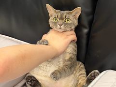 -山宅一喵德文卷毛猫舍