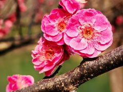 -昆山城市生态森林公园