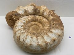 -青岛贝壳博物馆