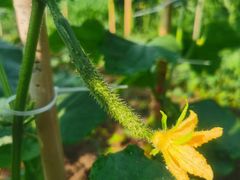 -蜀冈西峰生态公园