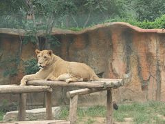 -北京野生动物园