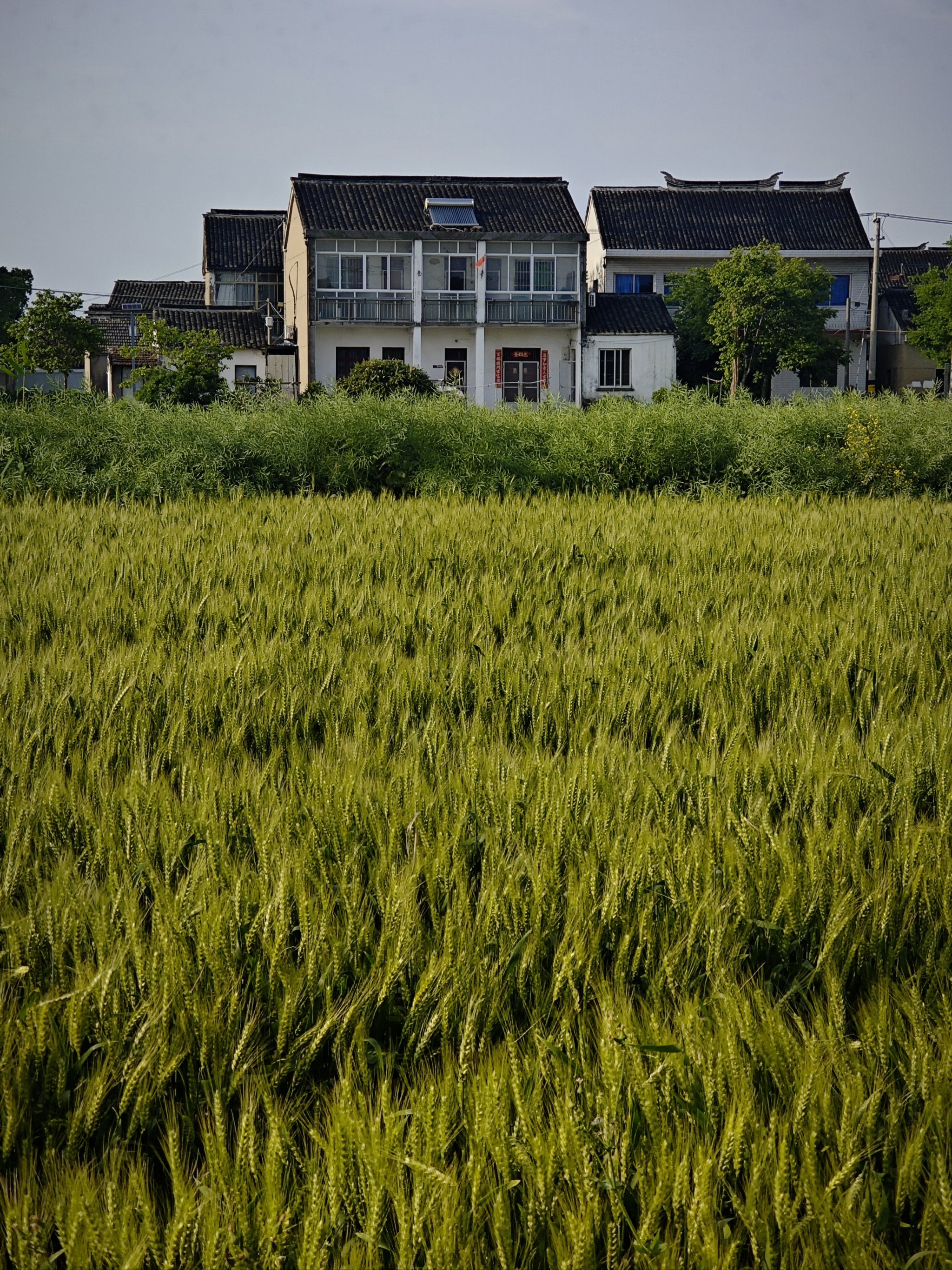 80农村田园生活图片图片