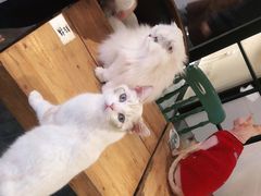 -猫小院猫主题餐厅(南锣旗舰店)