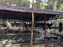 -西双版纳原始森林公园