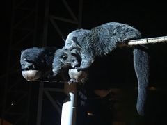 -清迈夜间动物园
