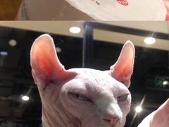 -藏猫猫咖啡主题馆(中央大道店)