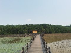 -大湾区中央湿地公园