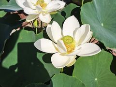 -莲花池公园
