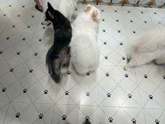 -毛绒耶耶撸宠馆·猫咖·狗咖·荷兰猪咖