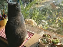 -海边的猫和咖啡馆