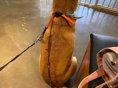 -PETKIT 小佩宠物·低压洗护·美容·寄养(安远店)