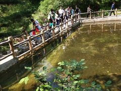 -王顺山国家森林公园