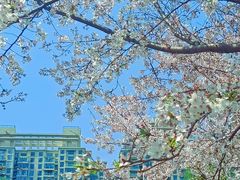 -西北湖绿化广场