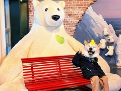 -济州岛泰迪熊博物馆