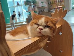 -飞行喵MR PILOT|猫舍·猫咖(静安大融城店)