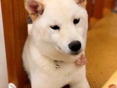 -豆柴町-柴犬主题狗咖(红鼎国际C座店)