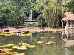 -中国科学院西双版纳热带植物园
