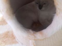 -藏猫猫咖啡主题馆(中央大道店)