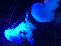 -太平洋海底世界