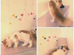 -Cappucimeow猫咪咖啡馆(韦伯时代店)