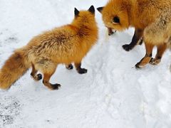 -宫城藏王狐狸村